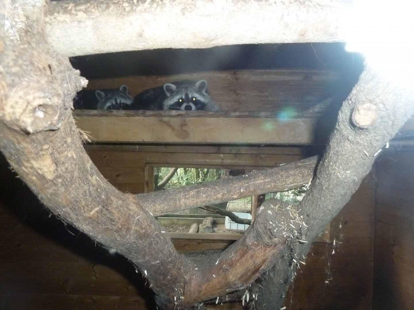 Bioparc Genève - Raccoon (Procyon lotor)