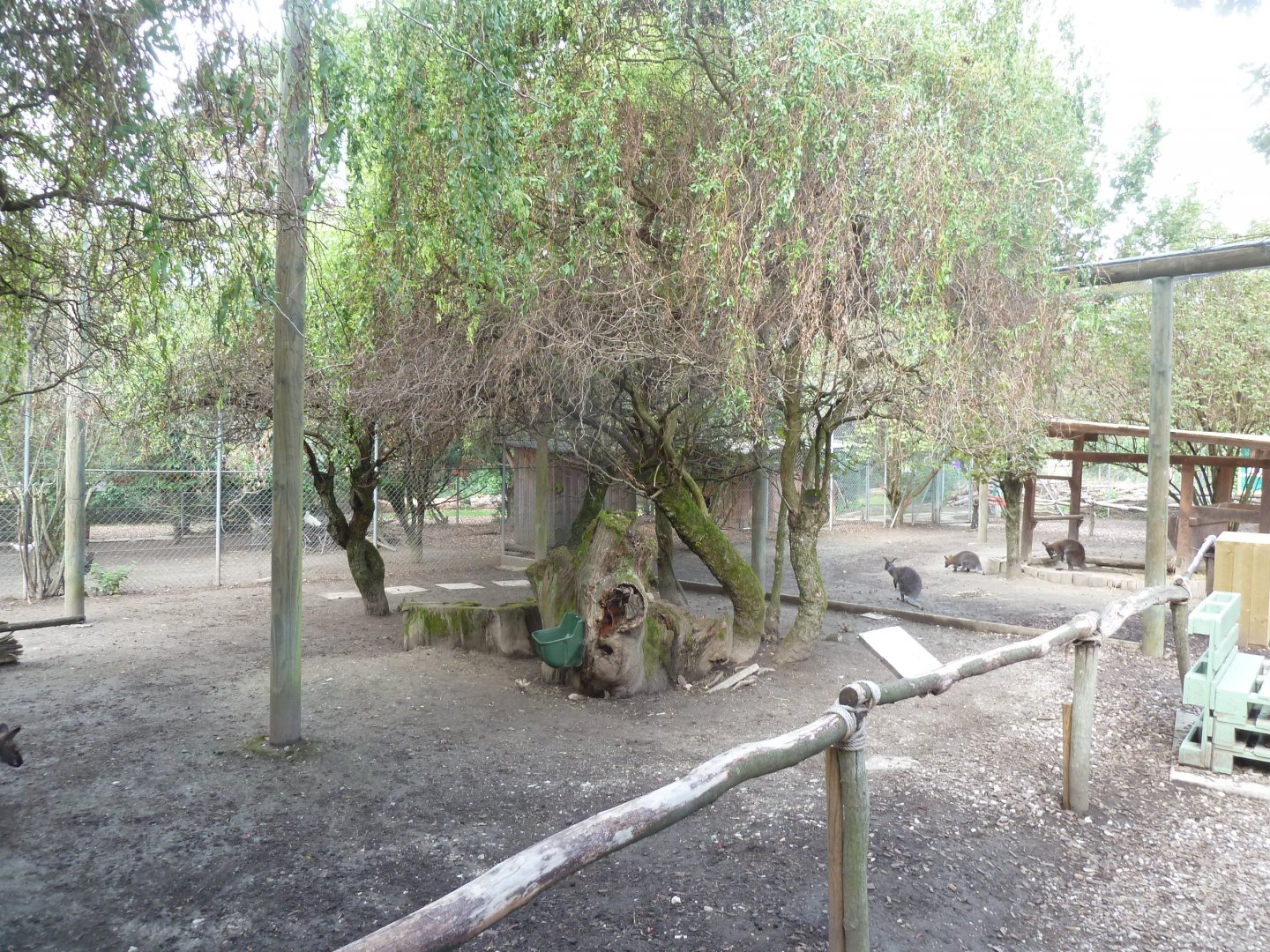 Bioparc Genève - Red-necked wallaby enclosure