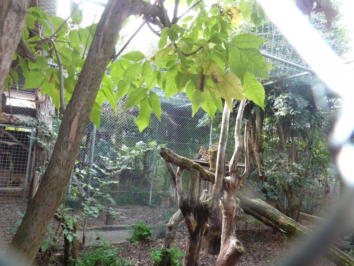 Bioparc Genève - Serval enclosure