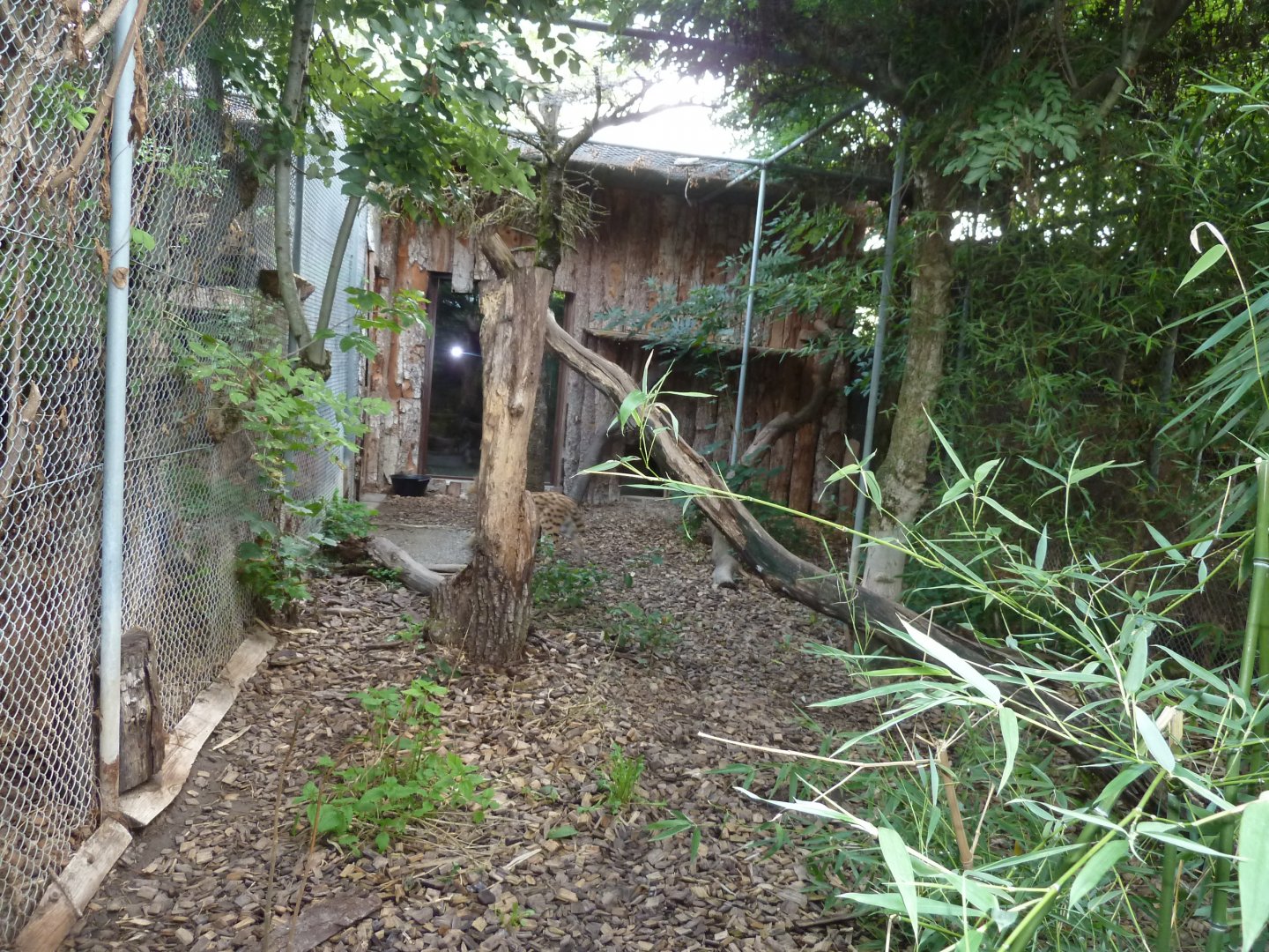 Bioparc Genève - Serval enclosure