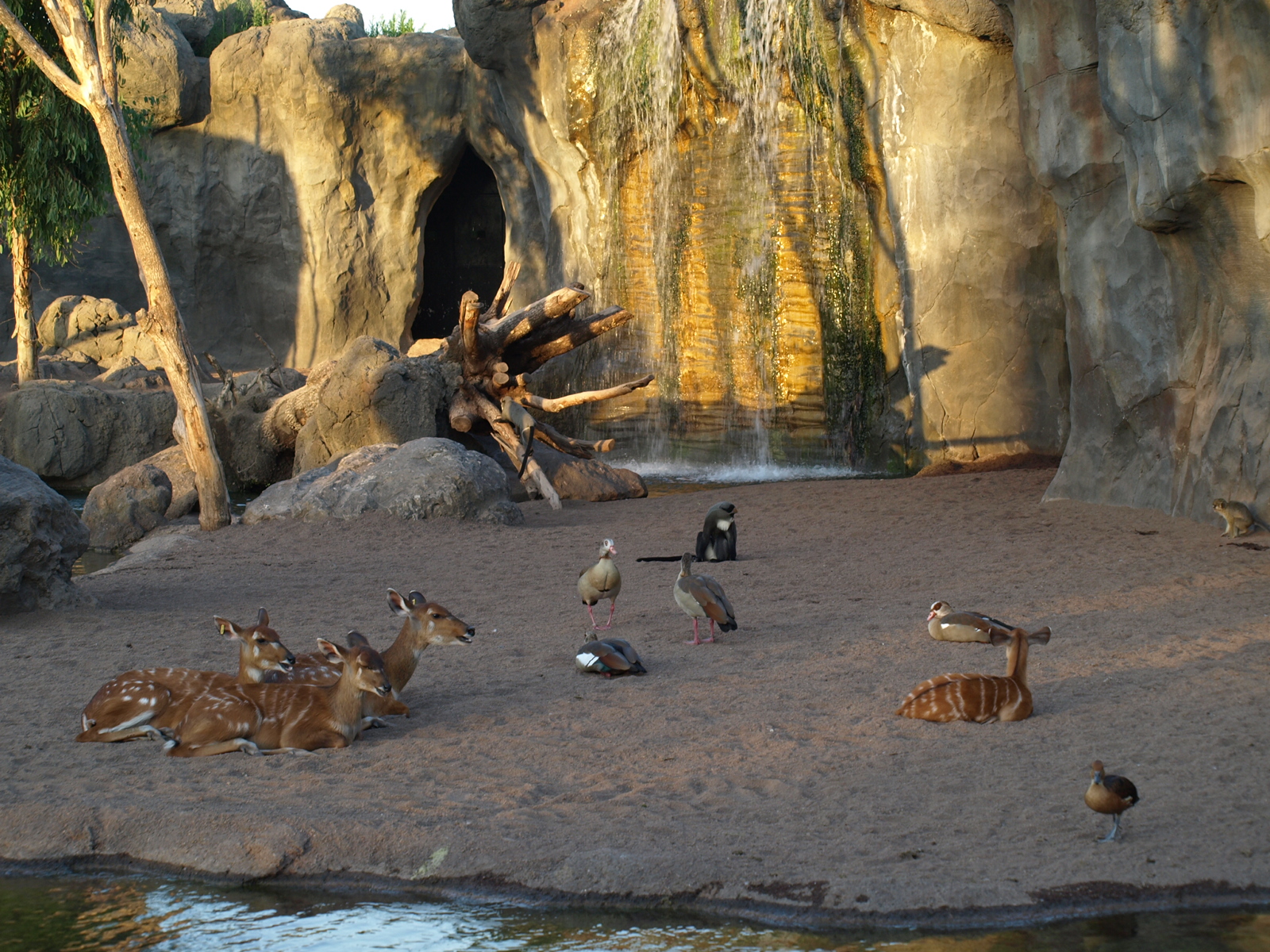 bioparc landscapes enclosures