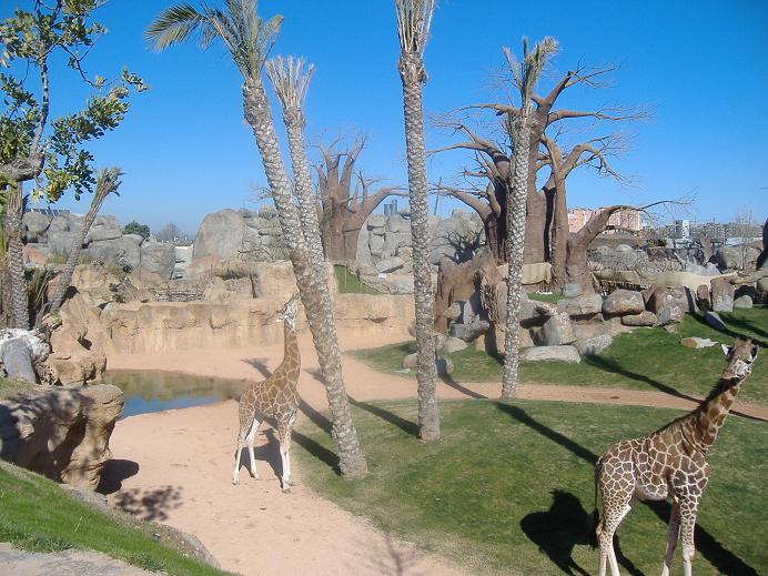 Bioparc Valencia African paddock