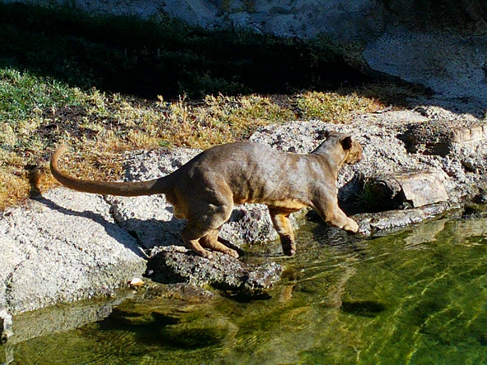 Bioparc Valencia: circa 2013