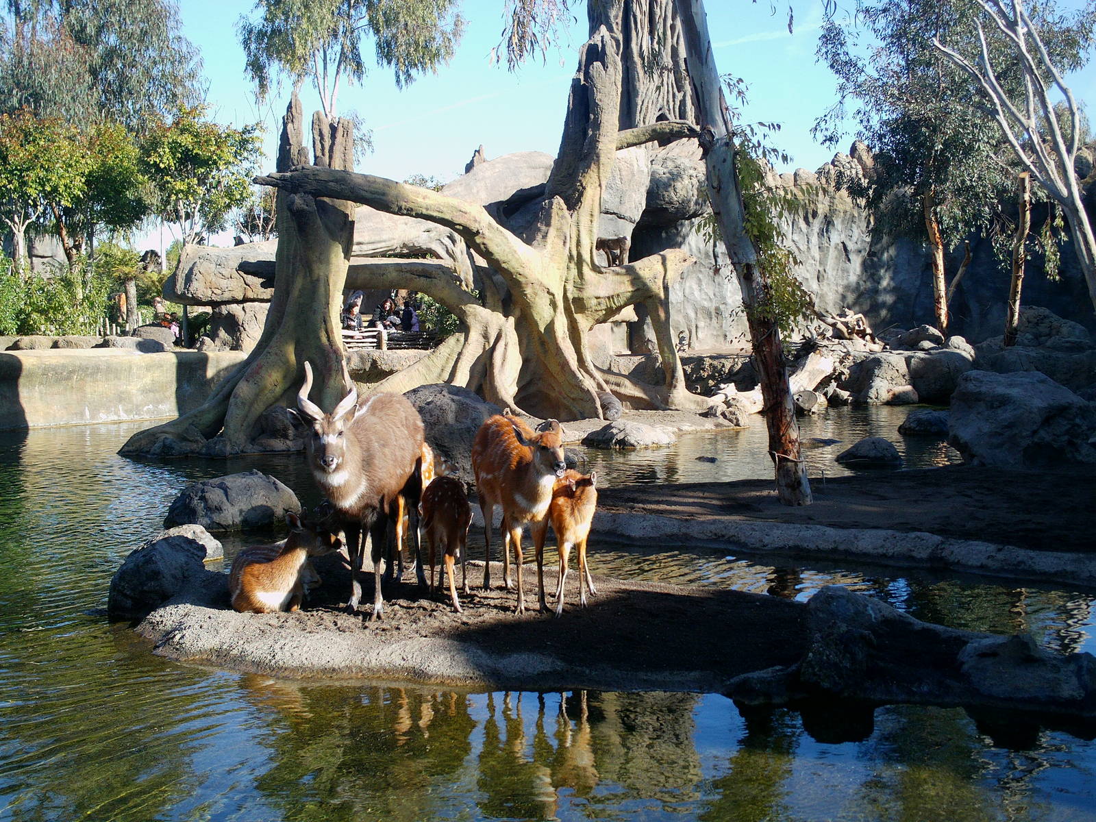 Bioparc Valencia: circa 2013