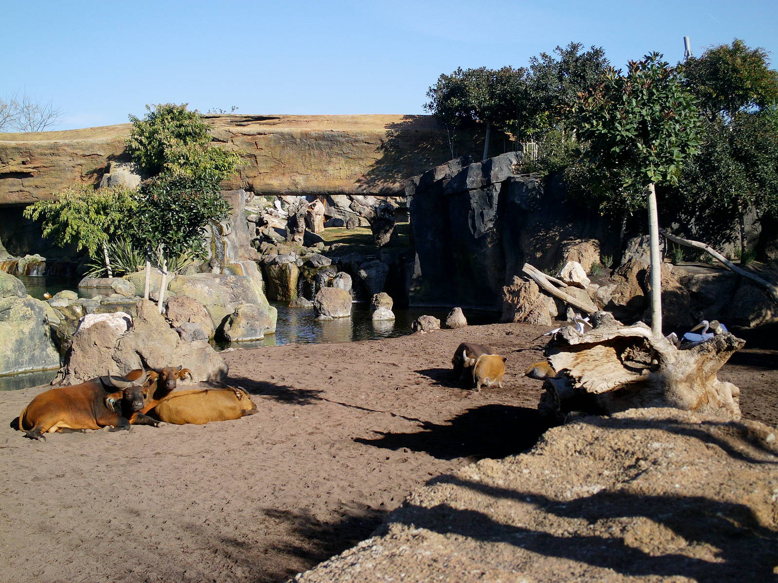 Bioparc Valencia: circa 2013