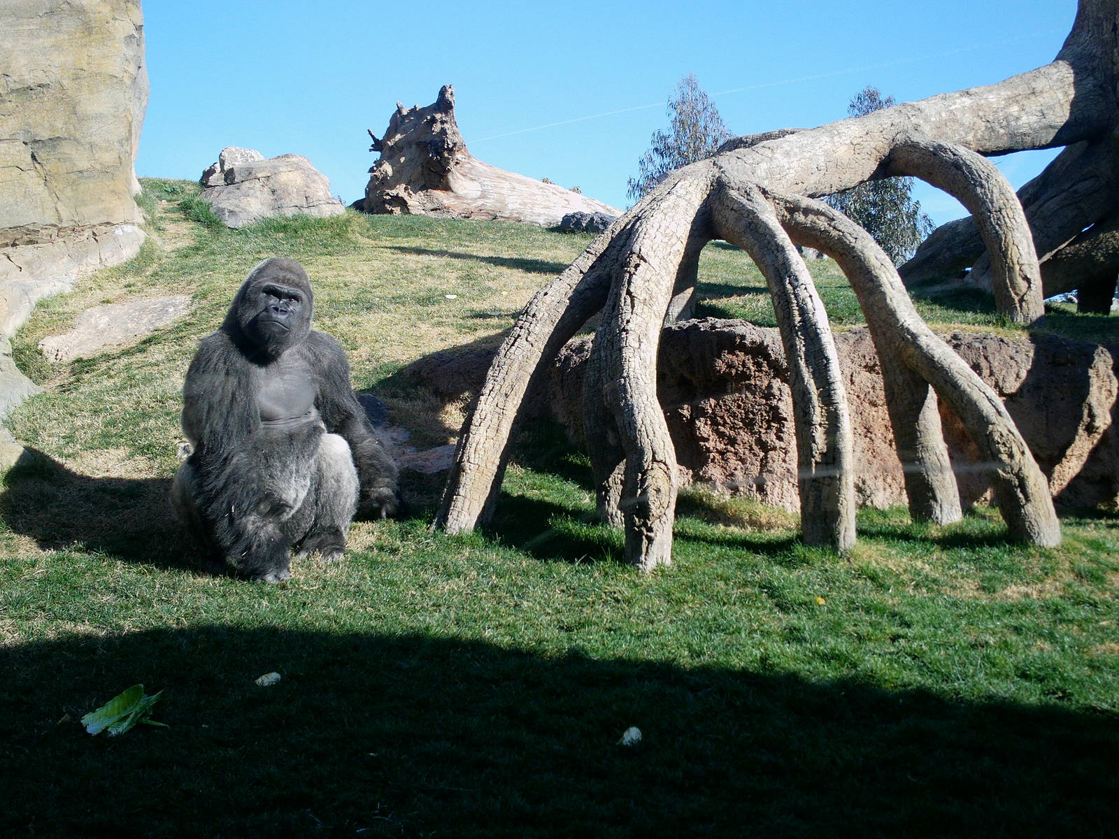 Bioparc Valencia: circa 2013