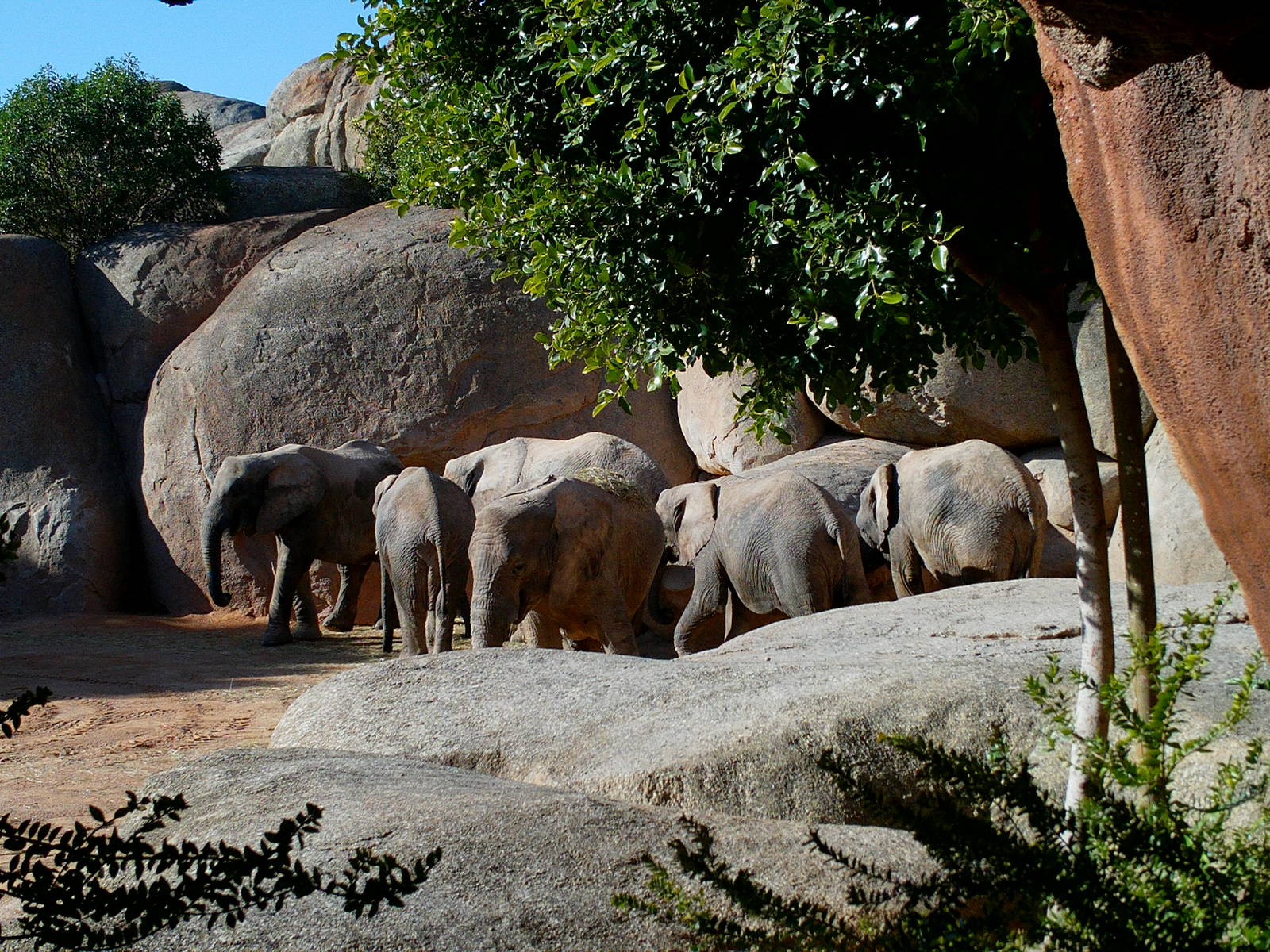 Bioparc Valencia: circa 2013
