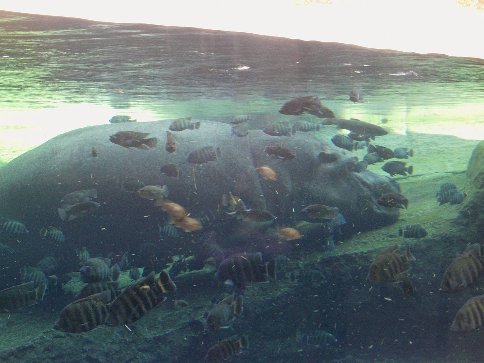 Bioparc Valencia: circa 2013