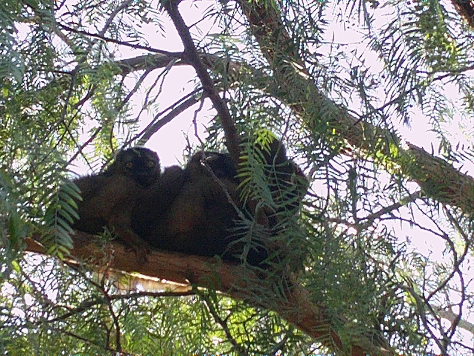 Bioparc Valencia: circa 2013