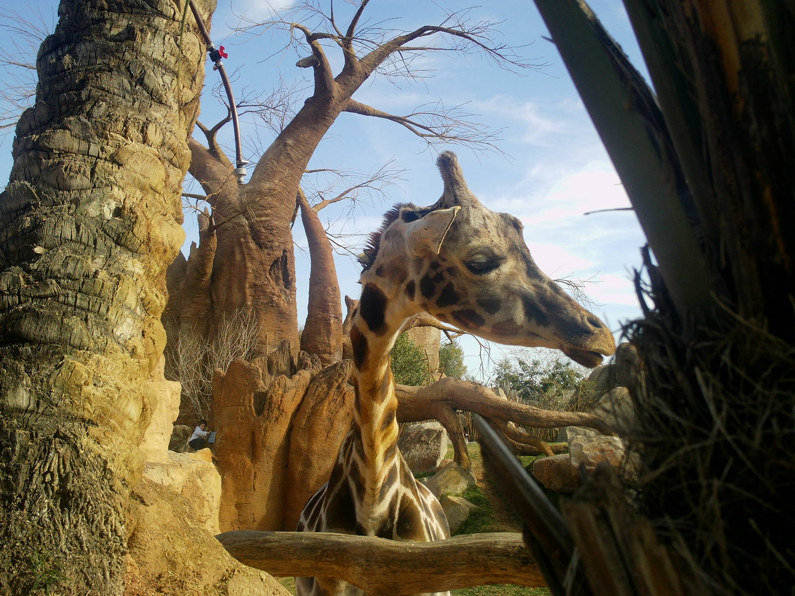 Bioparc Valencia: circa 2013