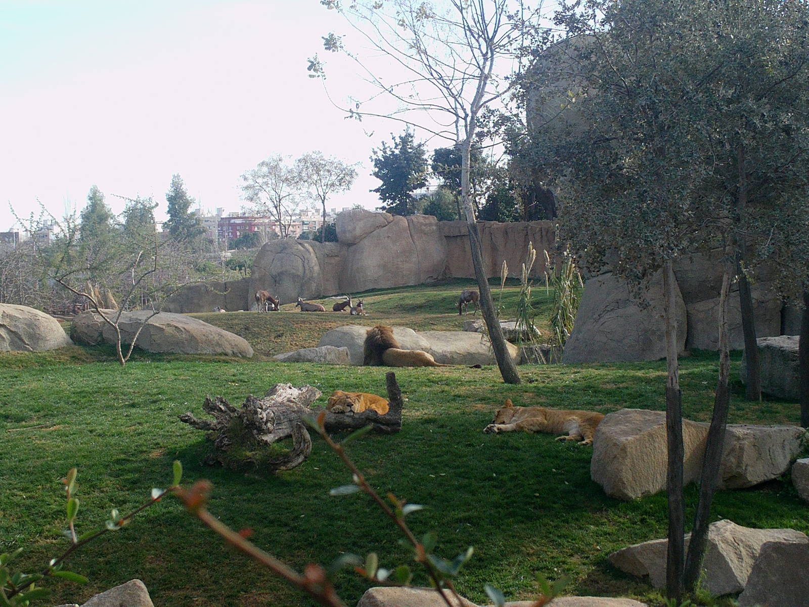 Bioparc Valencia: circa 2013
