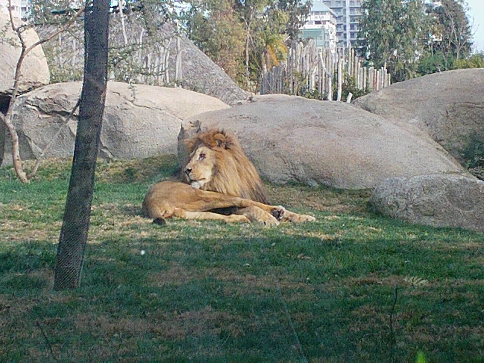 Bioparc Valencia: circa 2013