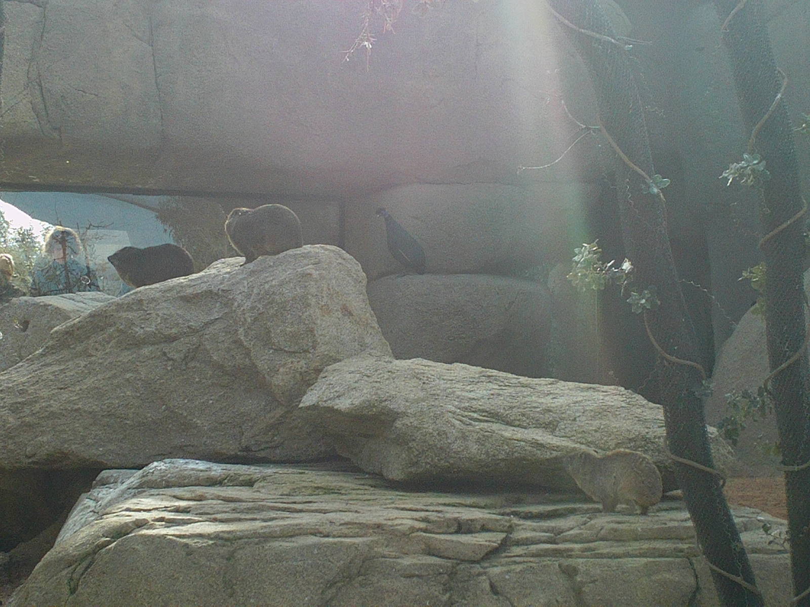 Bioparc Valencia: circa 2013