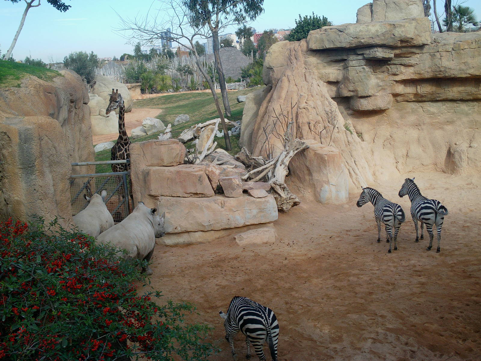 Bioparc Valencia: circa 2013
