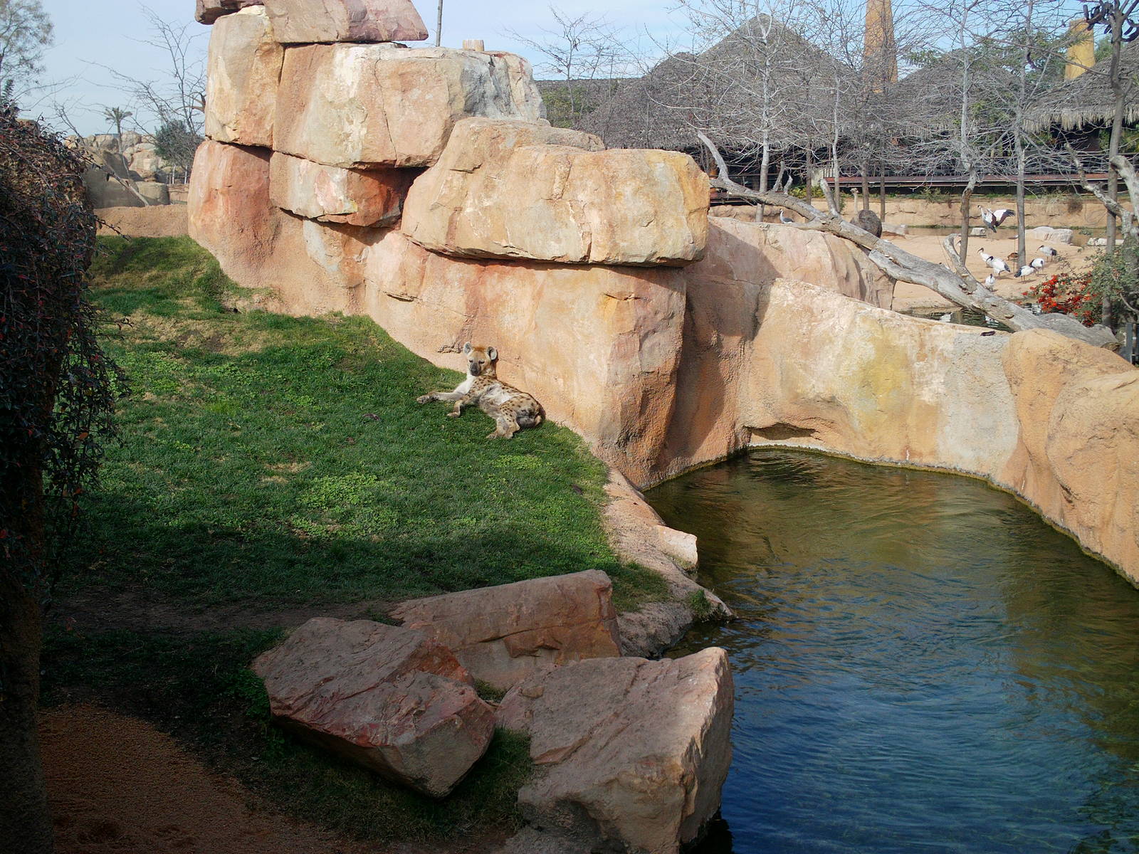 Bioparc Valencia: circa 2013