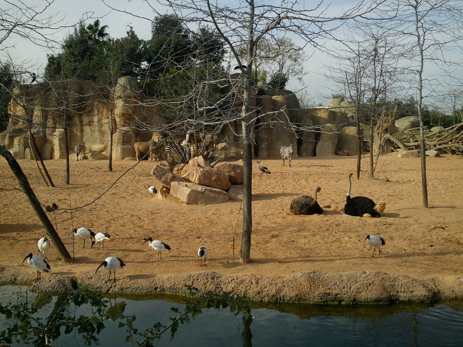 Bioparc Valencia: circa 2013