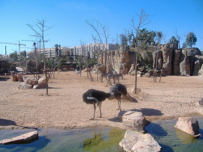 Bioparc Valencia savannah