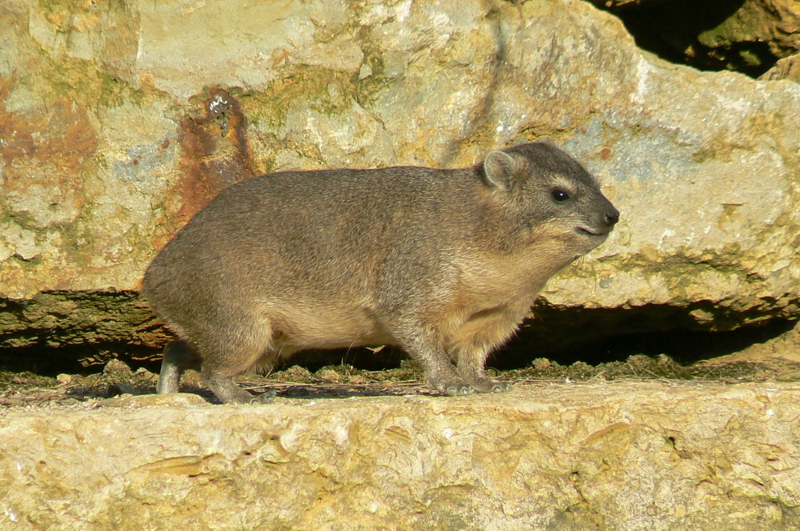 Bioparc Zoo de Doué - African dry aviary - Rock hyrax