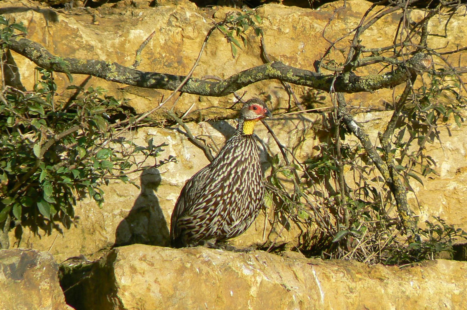 Bioparc Zoo de Doué - African dry aviary - Yellow necked francolin