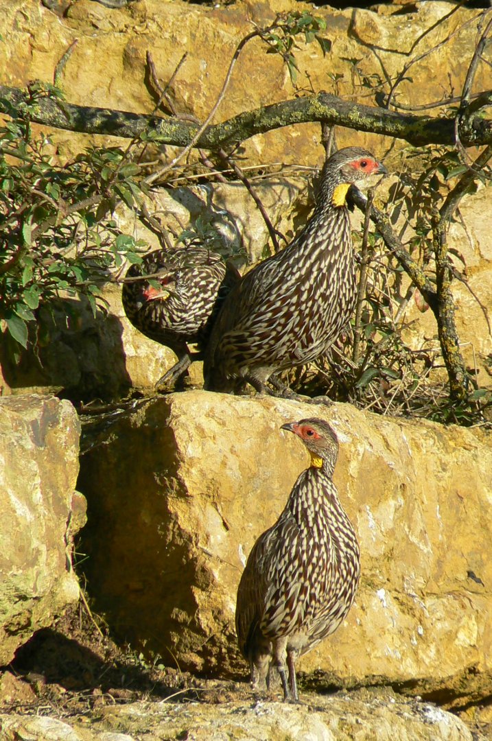 Bioparc Zoo de Doué - African dry aviary - Yellow-necked francolins