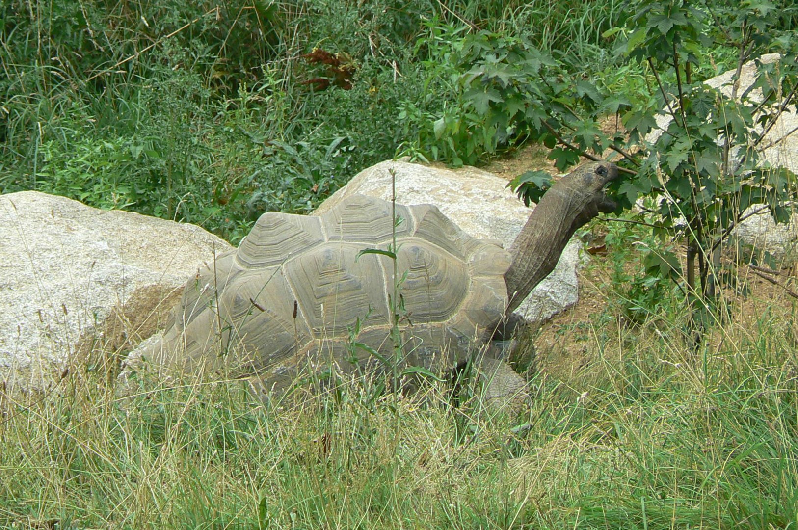 Bioparc Zoo de Doué - Aldabra's giant tortoise