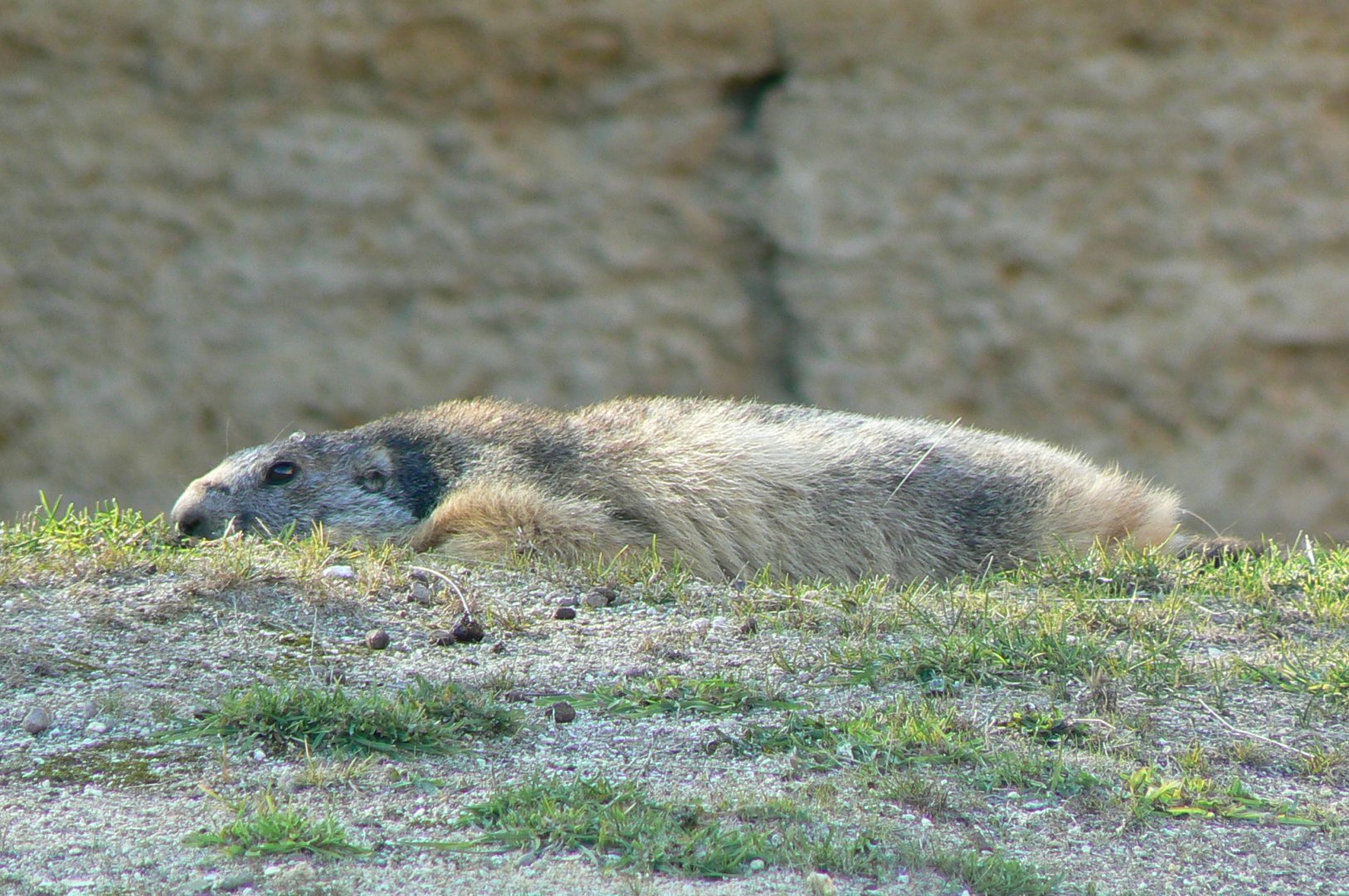 Bioparc Zoo de Doué - Alpine marmot