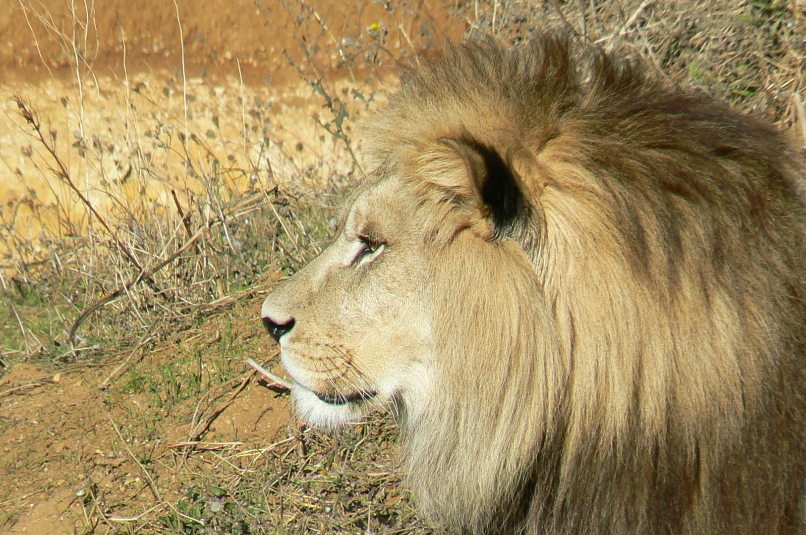 Bioparc Zoo de Doué - Baz