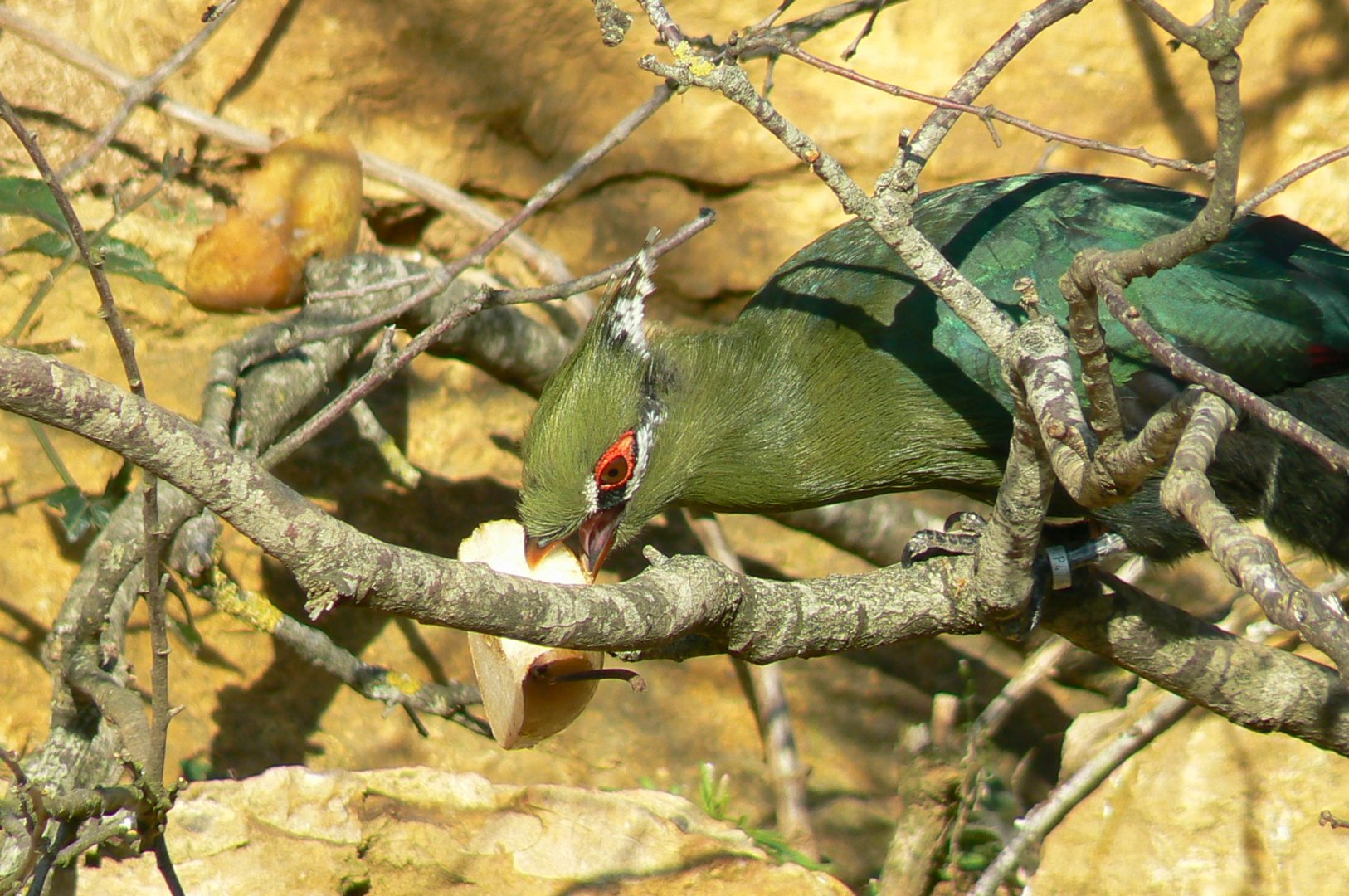 Bioparc Zoo de Doué - Dry african aviary - Livingstone's turaco eating