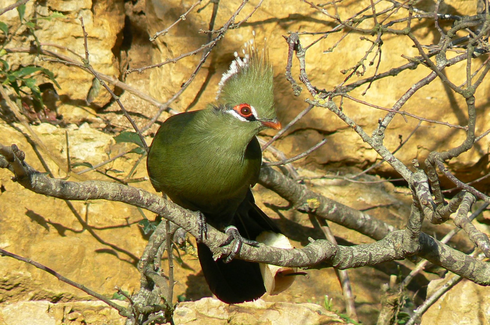 Bioparc Zoo de Doué - Dry african aviary - Livingstone's turaco