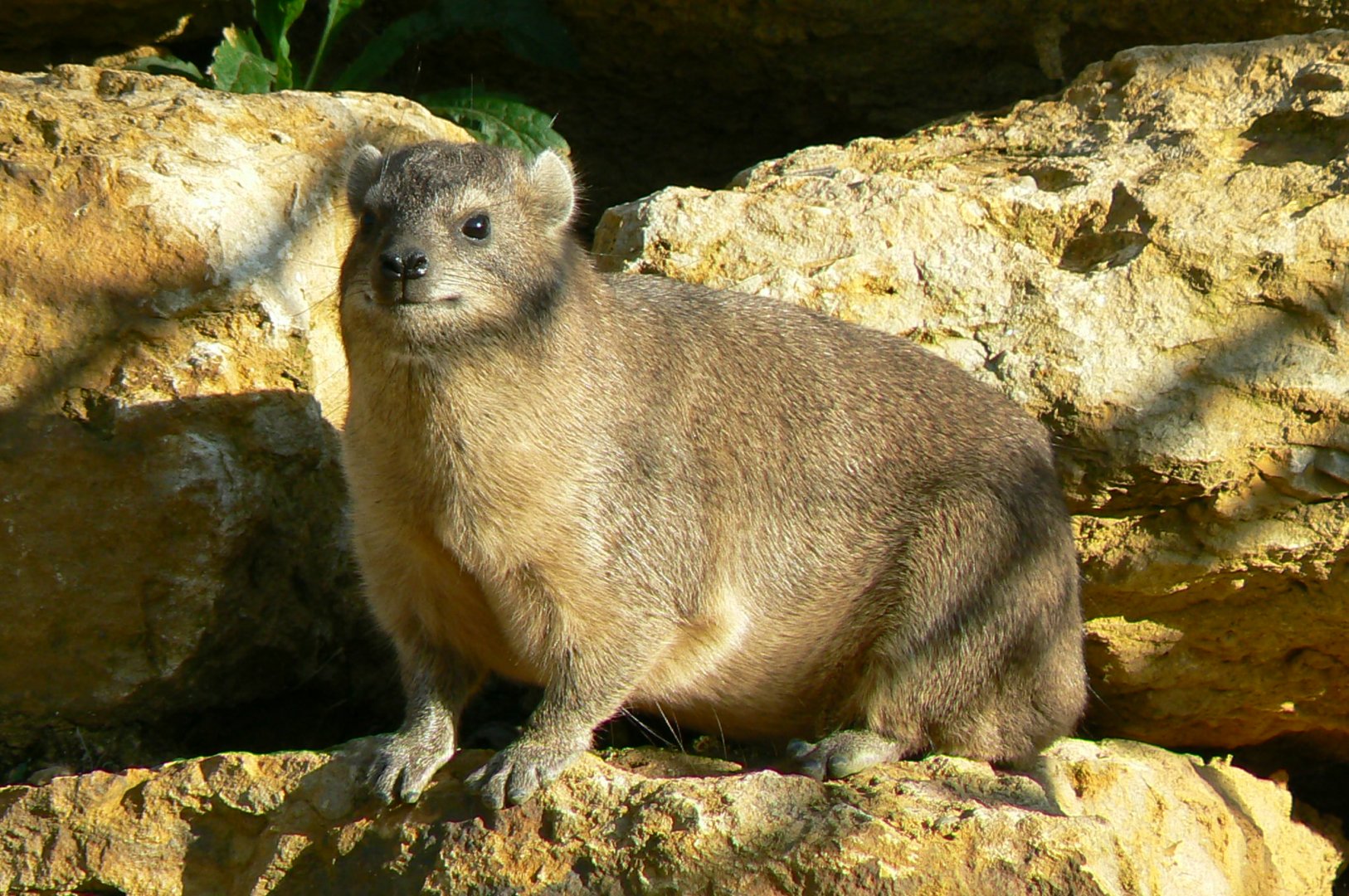Bioparc Zoo de Doué - Dry african aviary - Rock hyrax