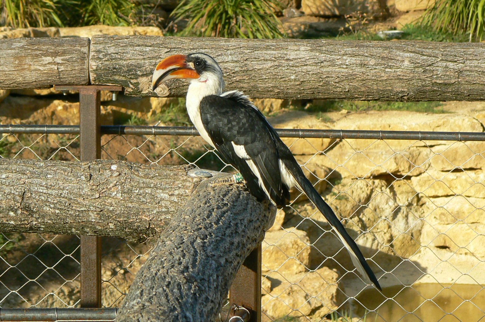 Bioparc Zoo de Doué - Dry african aviary - Von der decken hornbill