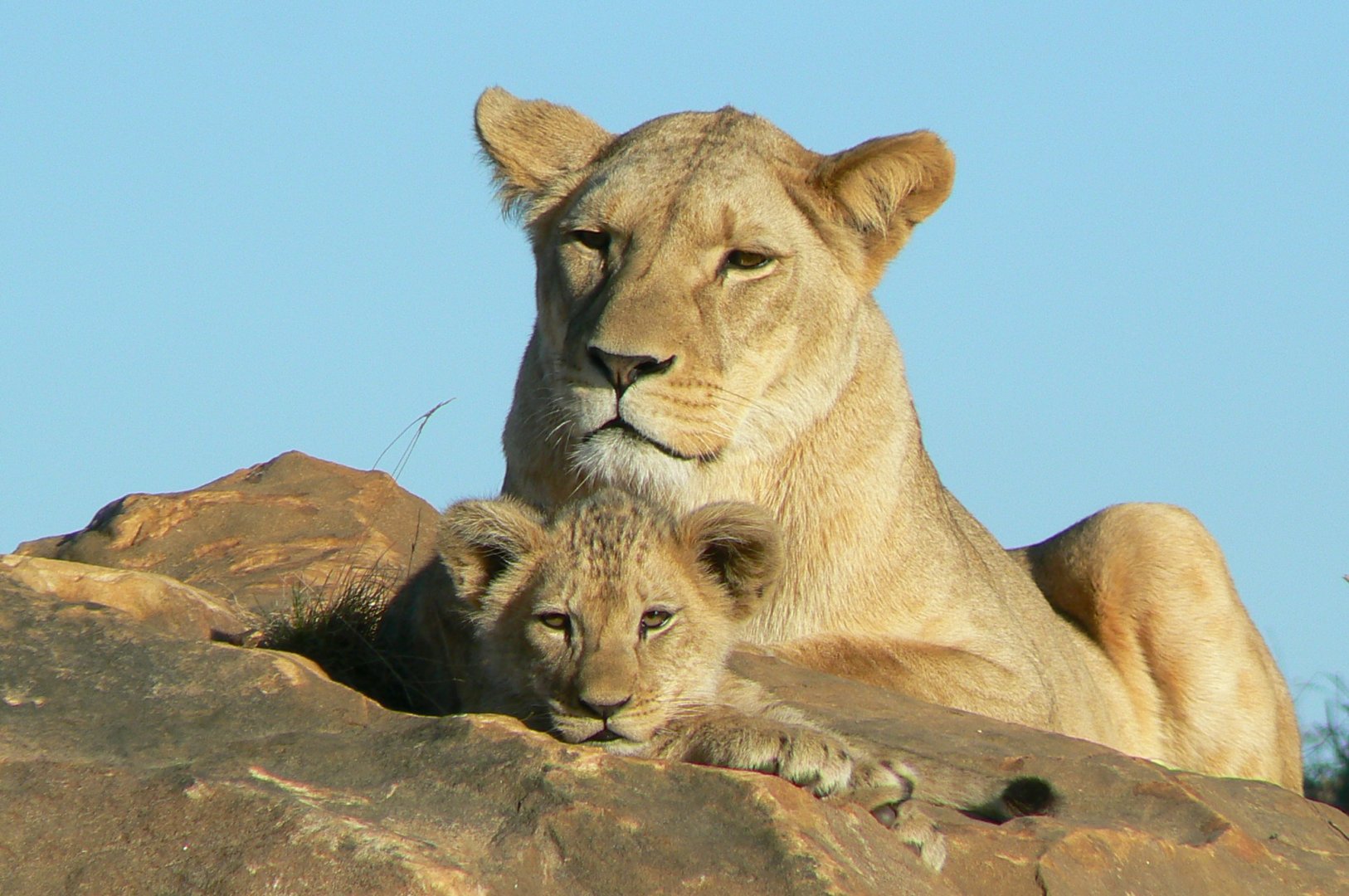 Bioparc Zoo de Doué  - Esma and Nzuri