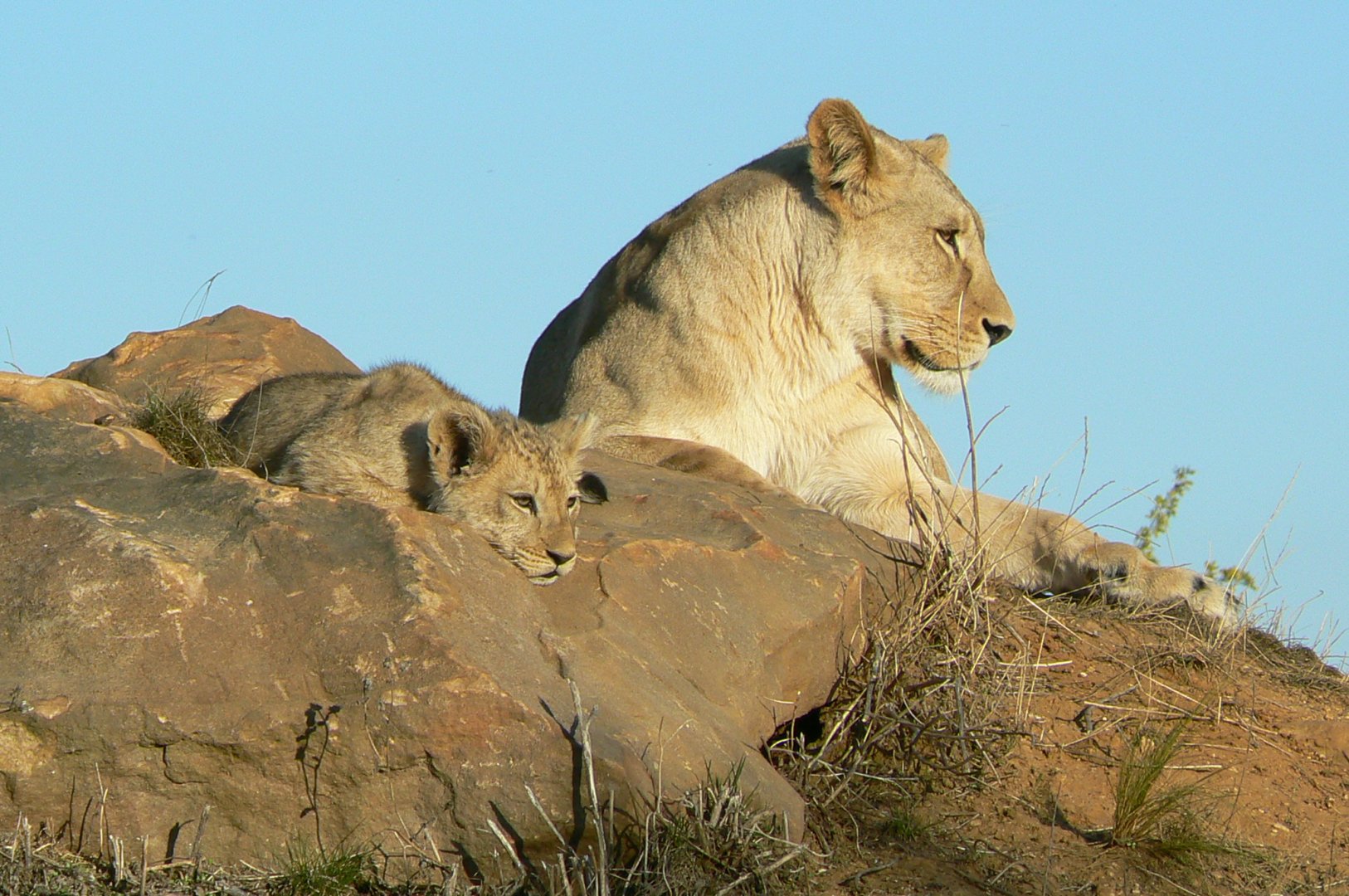 Bioparc Zoo de Doué  - Esma and Nzuri