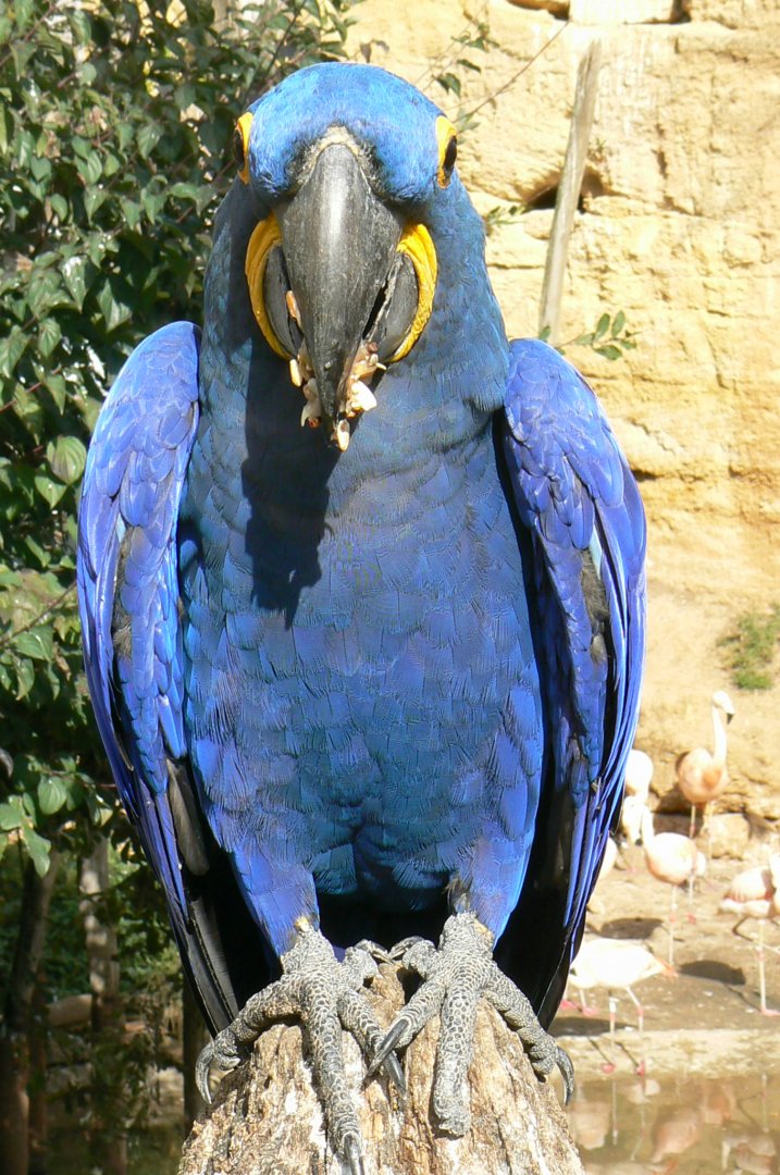Bioparc Zoo de Doué - Hyacinth macaw eating