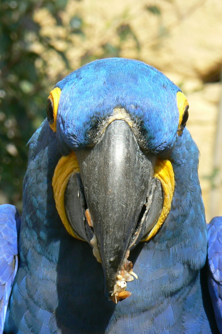 Bioparc Zoo de Doué - Hyacinth macaw eating