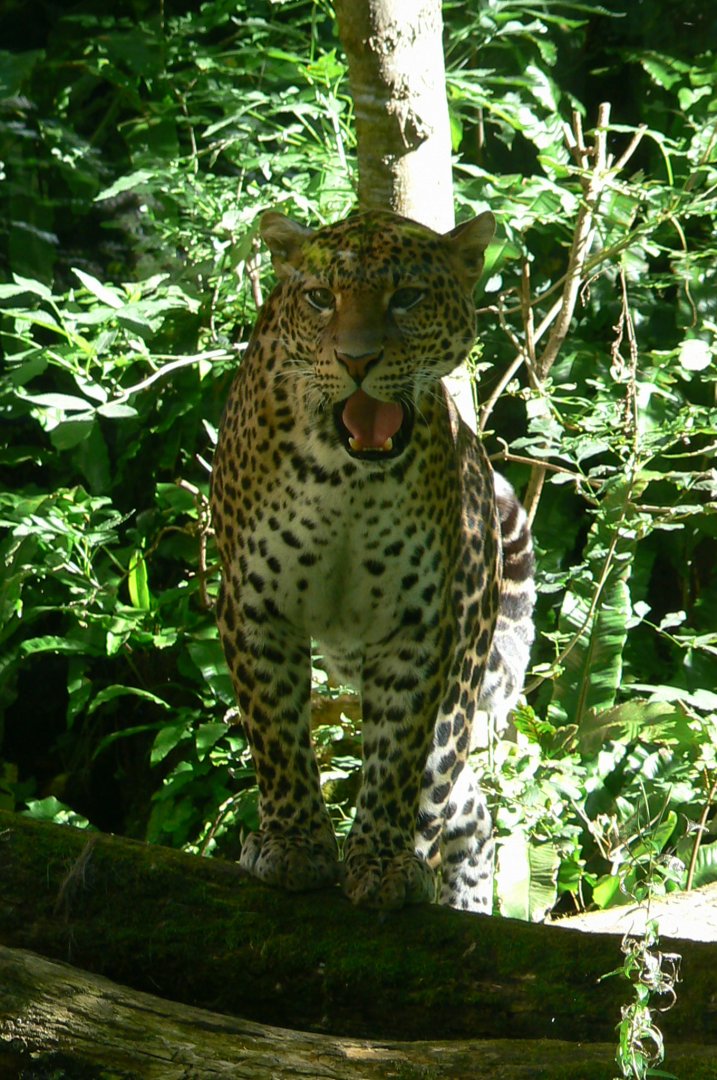 Bioparc Zoo de Doué - Javan leopard