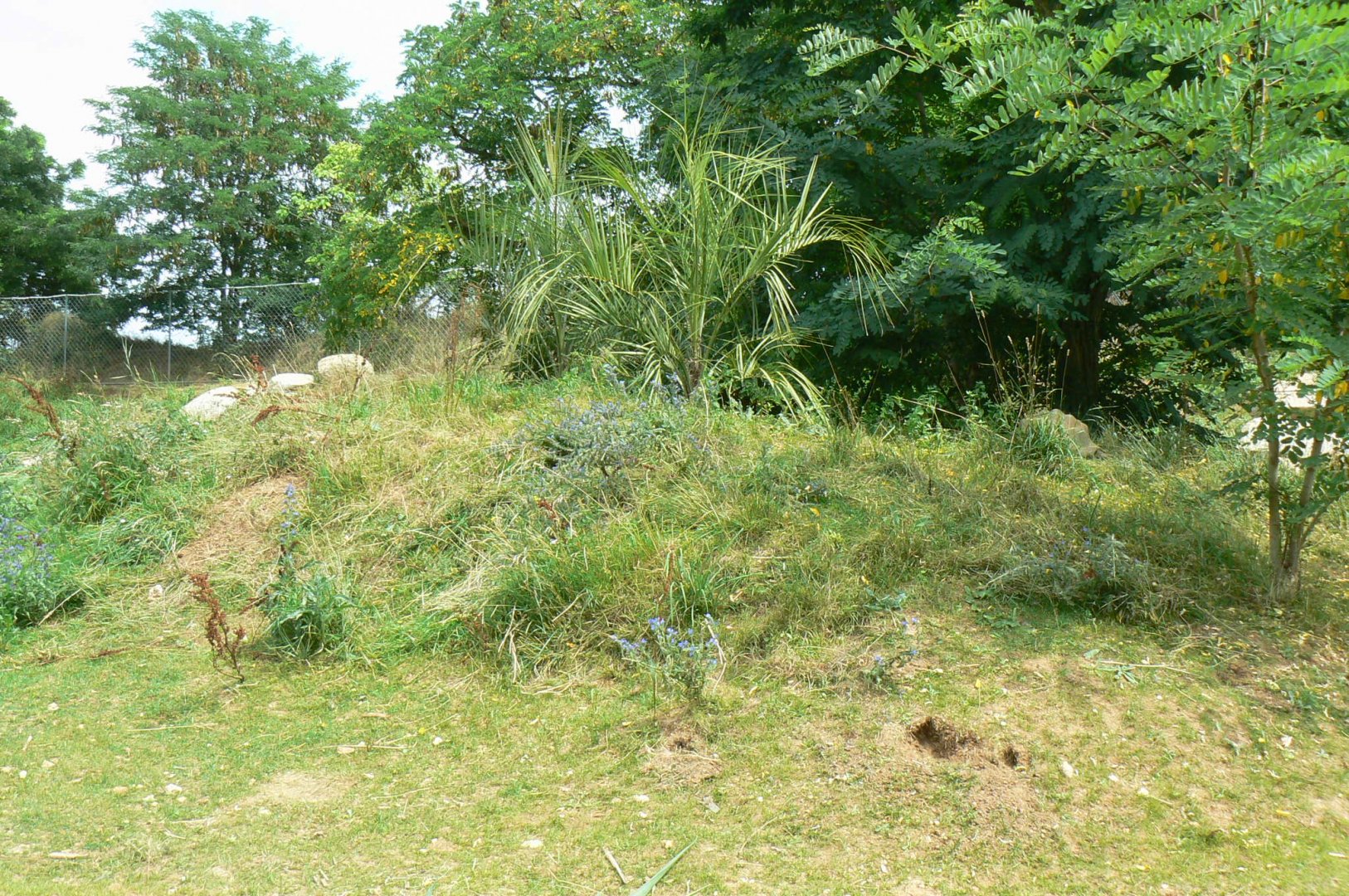 Bioparc Zoo de Doué - New Aldabra's giant tortoises and radiated tortoises exhibit