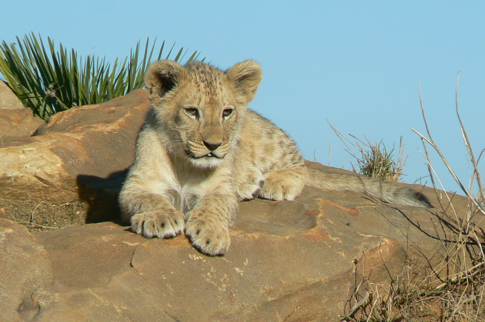 Bioparc Zoo de Doué - Nzuri
