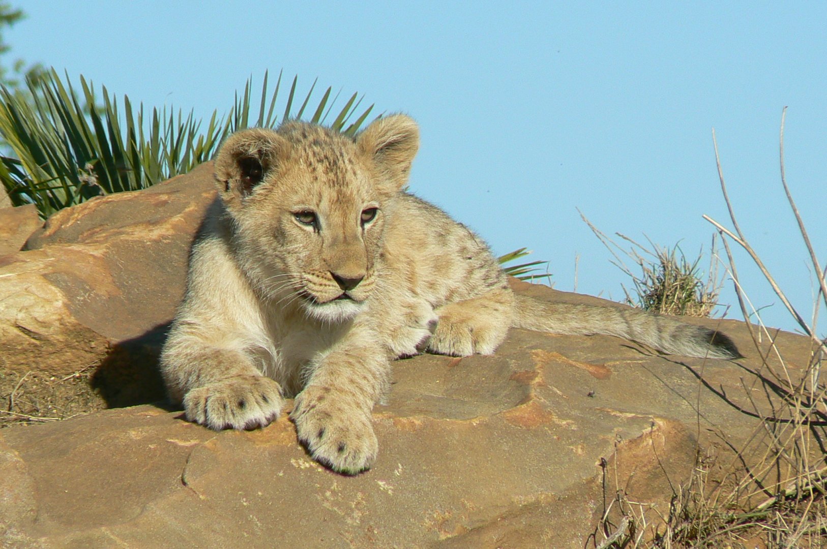 Bioparc Zoo de Doué - Nzuri