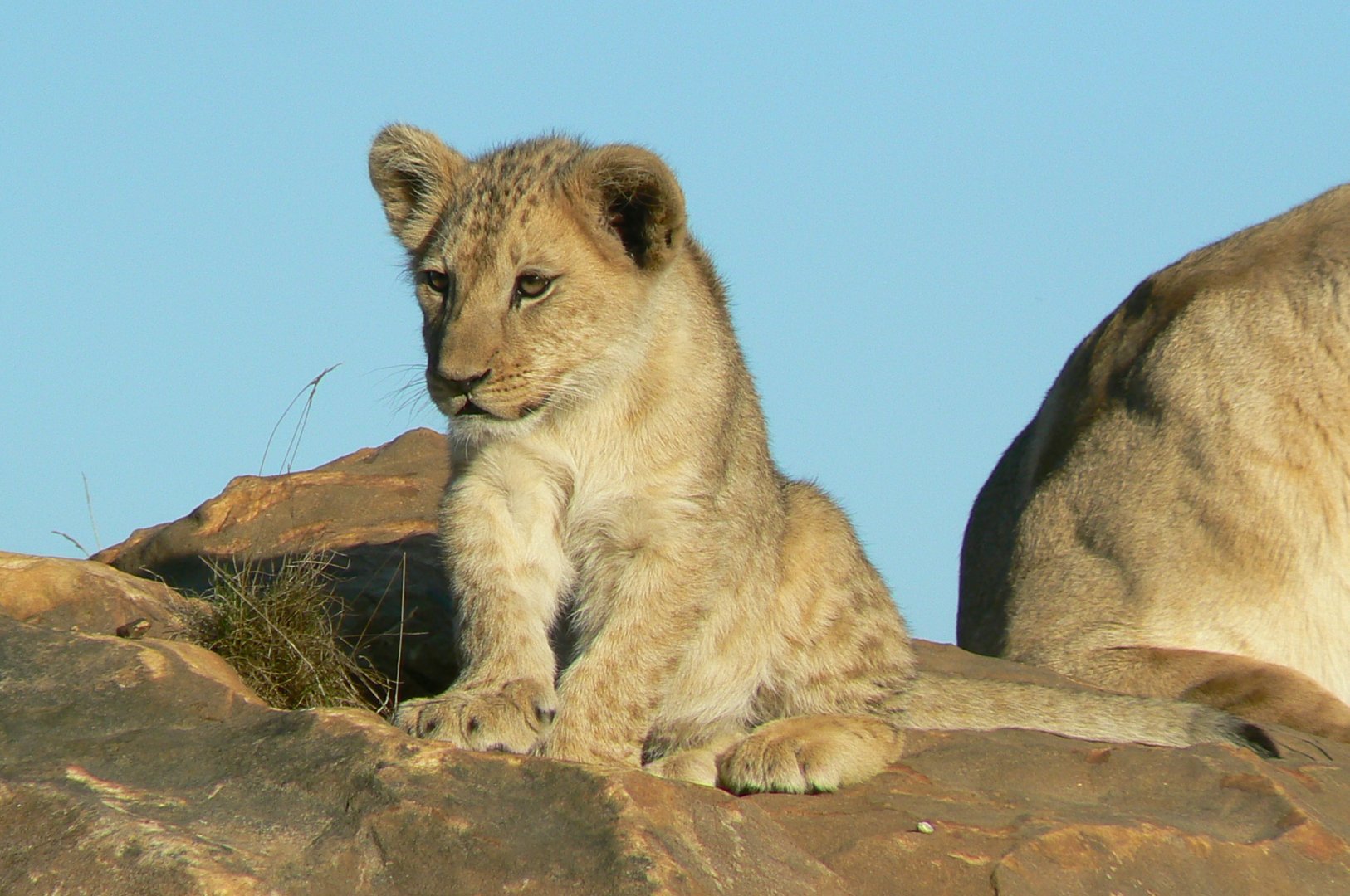 Bioparc Zoo de Doué  - Nzuri