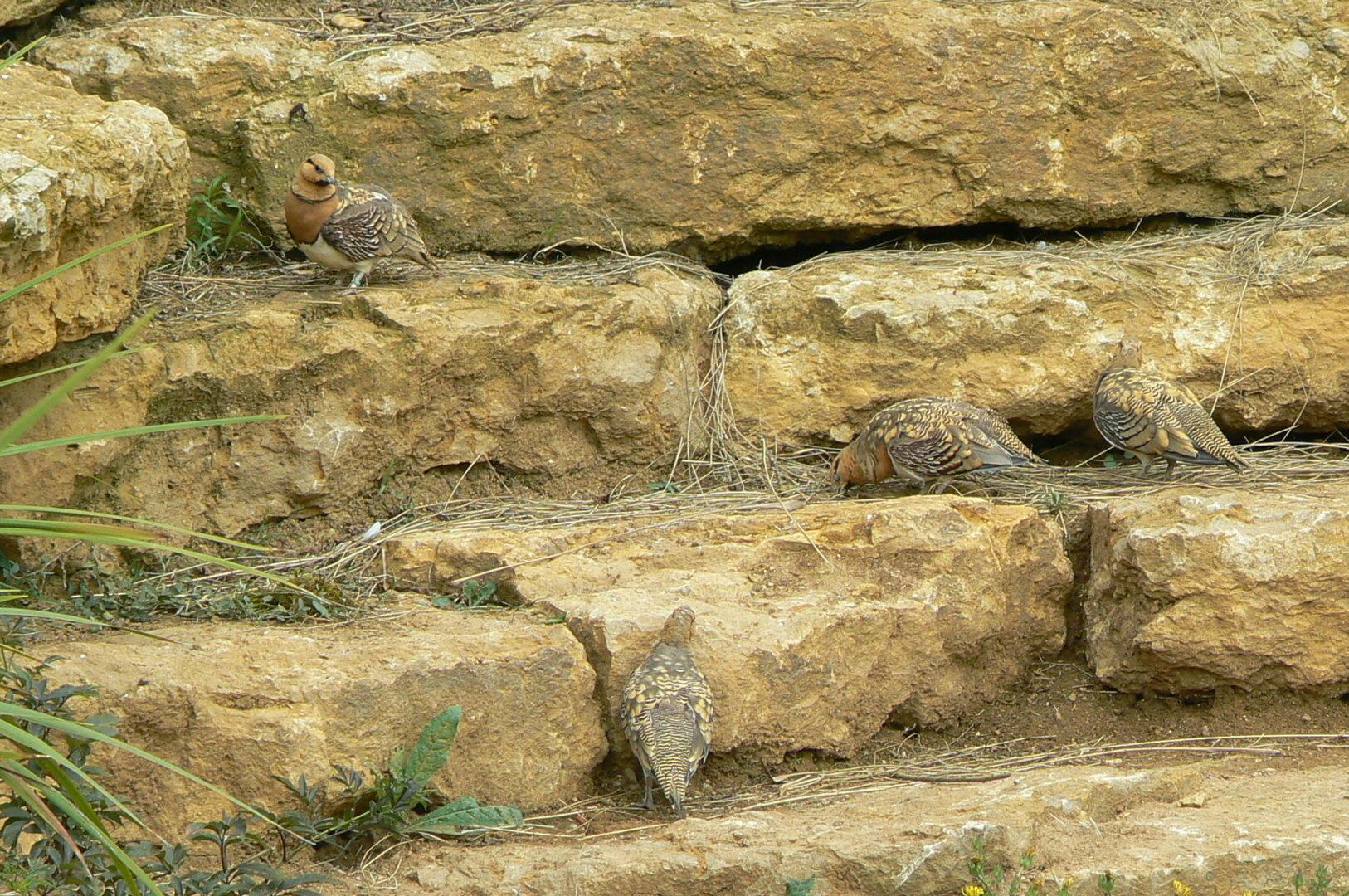Bioparc Zoo de Doué - Pin-tailed sandgrouse