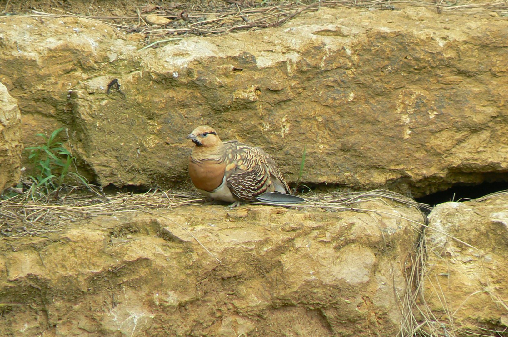 Bioparc Zoo de Doué - Pin-tailed sandgrouses