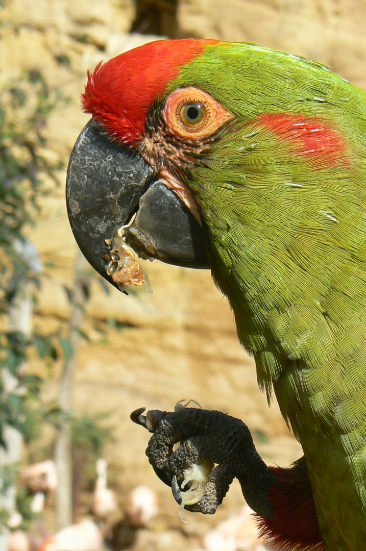 Bioparc Zoo de Doué - Red-fronted macaw eating