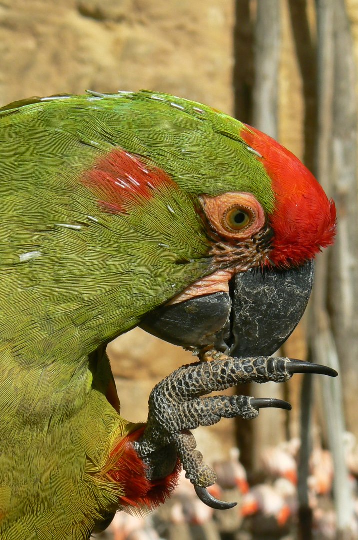 Bioparc Zoo de Doué - Red-fronted macaw eating