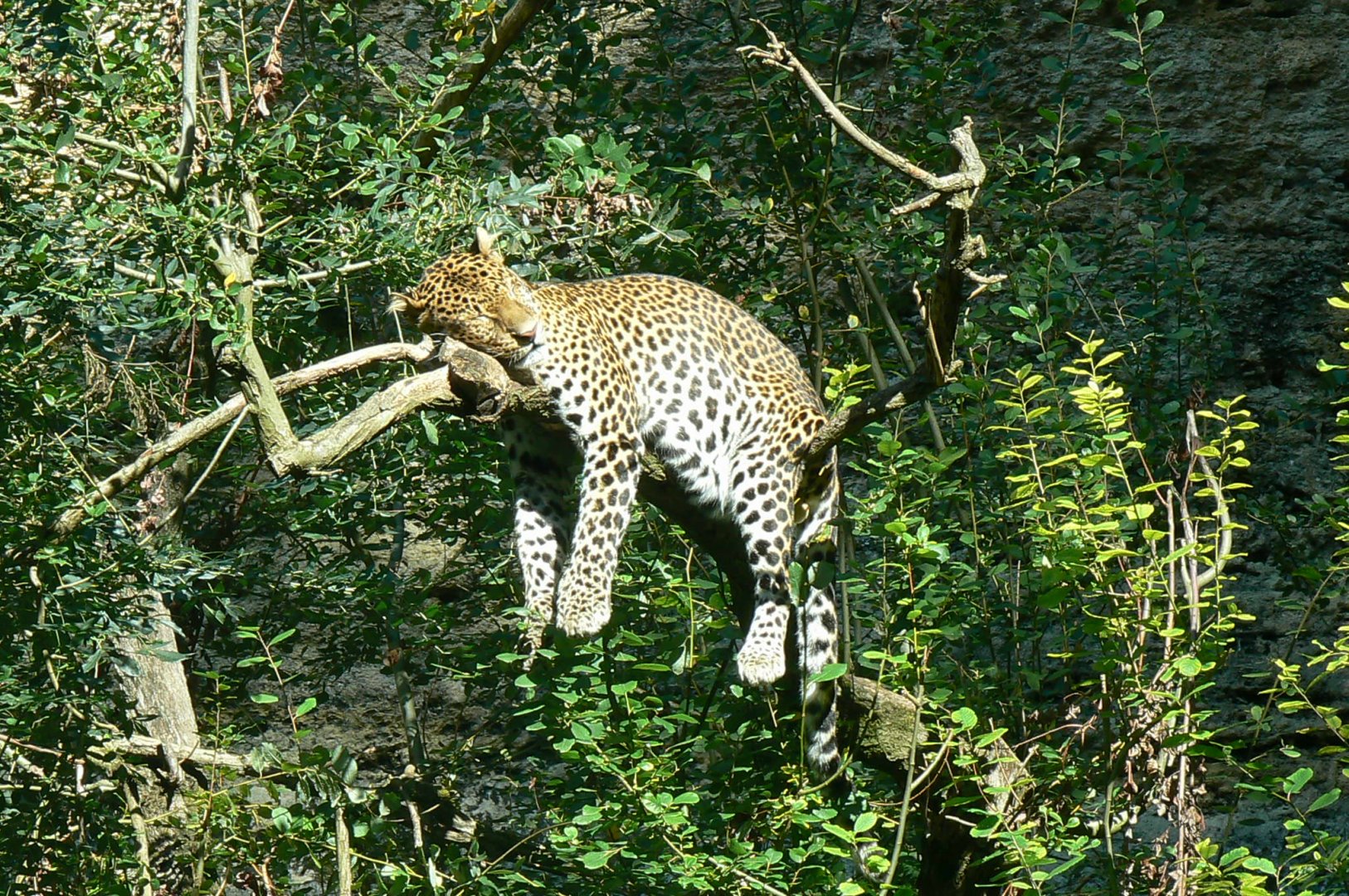Bioparc Zoo de Doué - Resting javan leopard