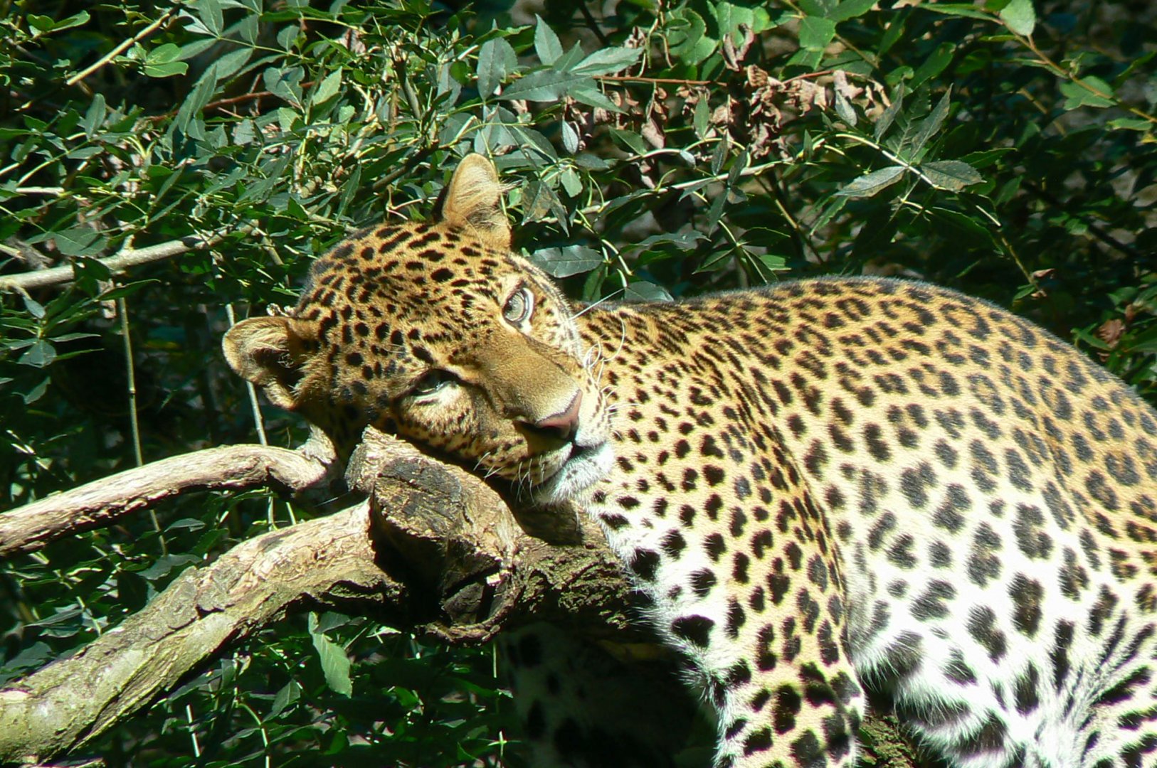 Bioparc Zoo de Doué - Resting javan leopard