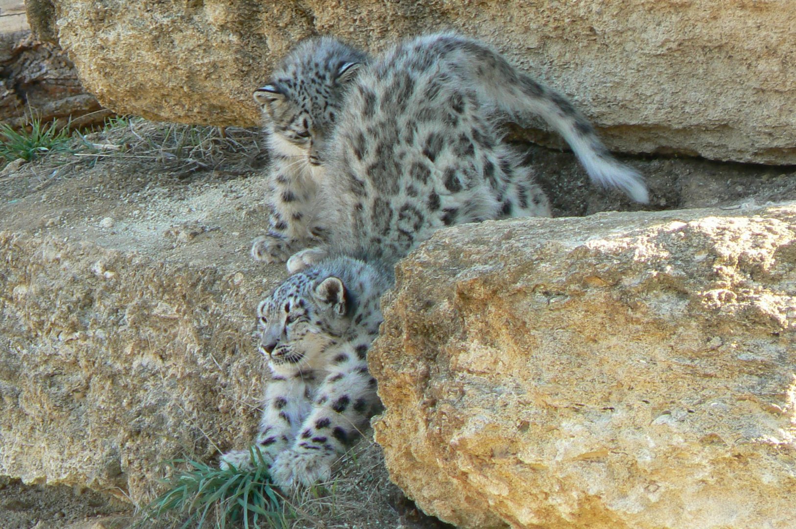 Bioparc Zoo de Doué - Snow leopard cubs exploring