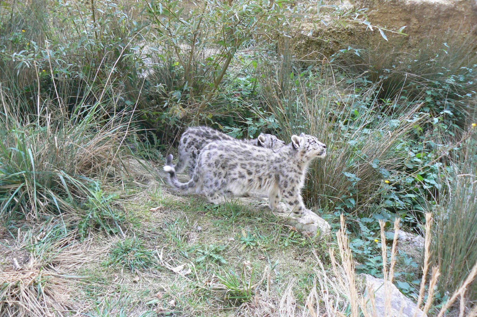 Bioparc Zoo de Doué - Snow leopard cubs exploring