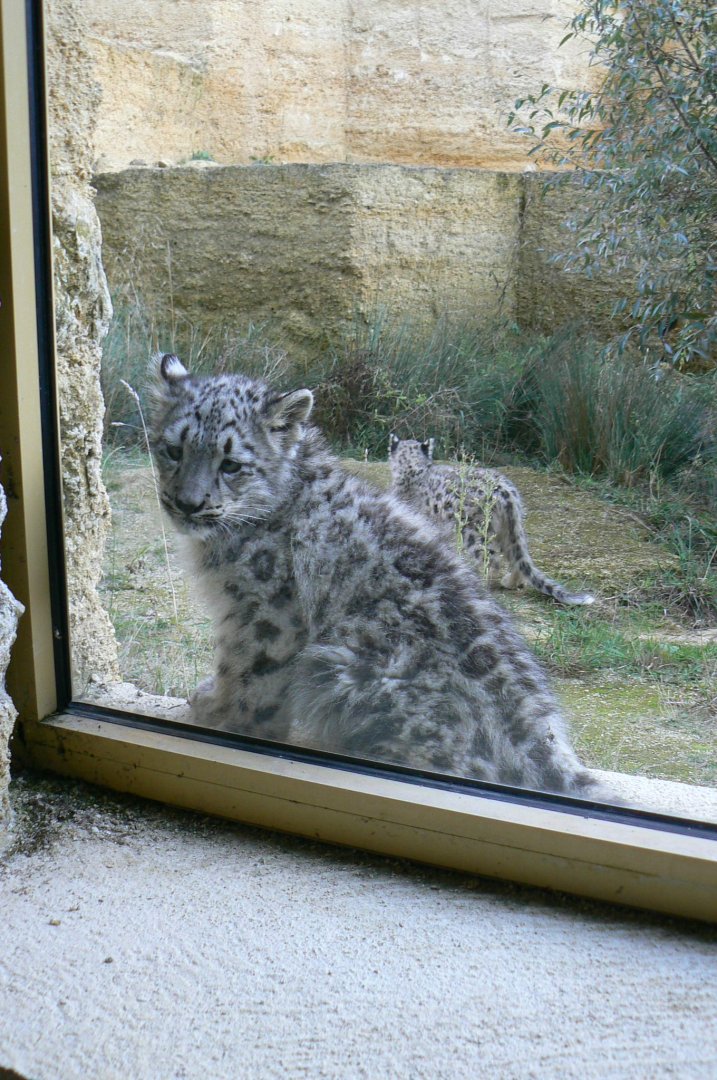 Bioparc Zoo de Doué - Snow leopard cubs watching visitors