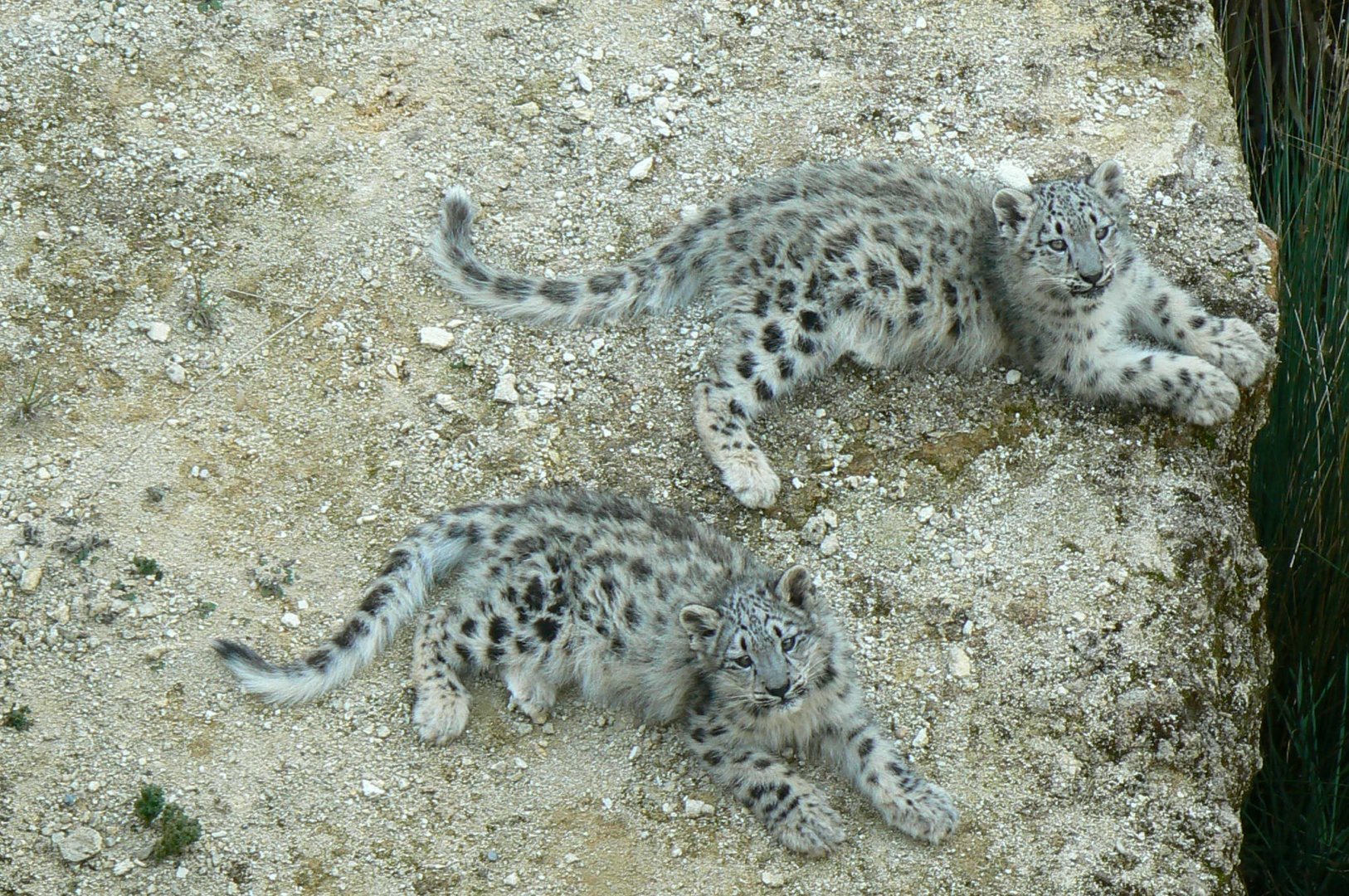Bioparc Zoo de Doué - Snow leopard cubs